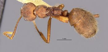 Media type: image;   Entomology 21189 Aspect: habitus dorsal view